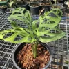 Monstera Deliciosa Live Plant – Swiss Cheese Plant – Tropical Indoor Houseplant - Image 1