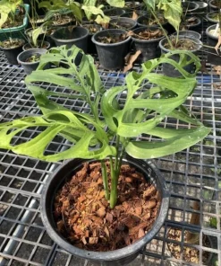 Monstera Deliciosa Live Plant – Swiss Cheese Plant – Tropical Indoor Houseplant - Image 1