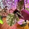 Monstera deliciosa Mint Variegated Live Plant - Rare Swiss Cheese Plant for Indoors - Image 1