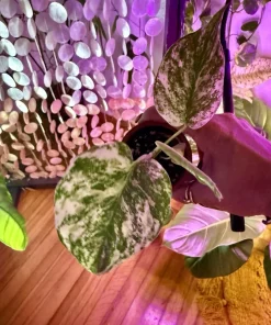 Monstera deliciosa Mint Variegated Live Plant - Rare Swiss Cheese Plant for Indoors - Image 1