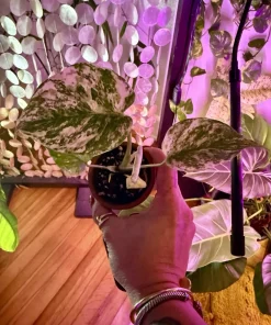 Monstera deliciosa Mint Variegated Live Plant - Rare Swiss Cheese Plant for Indoors - Image 2