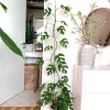 Monstera Ginny Live Plant - Rhaphidophora tetrasperma Mini Monstera Houseplant - Image 1