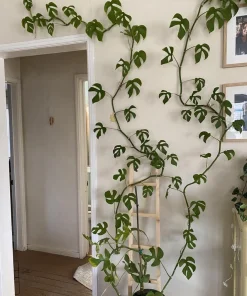 Monstera Ginny Live Plant - Rhaphidophora tetrasperma Mini Monstera Houseplant - Image 2