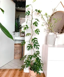 Monstera Ginny Live Plant - Rhaphidophora tetrasperma Mini Monstera Houseplant - Image 3