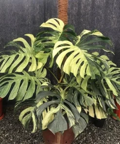 Monstera Mint Variegated Live Plant 4-6 Inch Tall - Indoor/Outdoor - Image 2