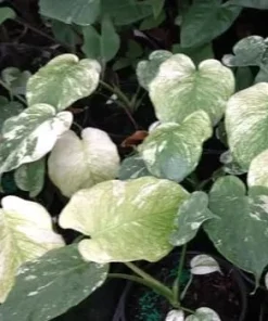 Monstera Mint Variegated Live Plant 4-6 Inch Tall - Indoor/Outdoor - Image 3