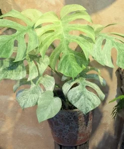 Monstera Mint Variegated Live Plant 4-6 Inch Tall - Indoor/Outdoor - Image 4