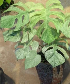 Monstera Mint Variegated Live Plant 4-6 Inch Tall - Indoor/Outdoor - Image 5
