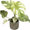 Monstera Mint Variegated Live Plant 4-6 Inch Tall - Indoor/Outdoor - Image 1
