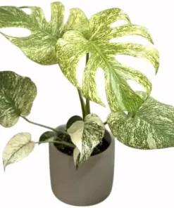 Monstera Mint Variegated Live Plant 4-6 Inch Tall - Indoor/Outdoor - Image 1