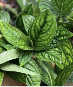 Monstera Peru Live Plant - Rare Tropical Houseplant for Indoors - Image 1