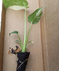 Monstera Thai Constellation Live Plant - 4-6 Inches Tall Starter Plant - Rare Indoor Houseplant - Image 2