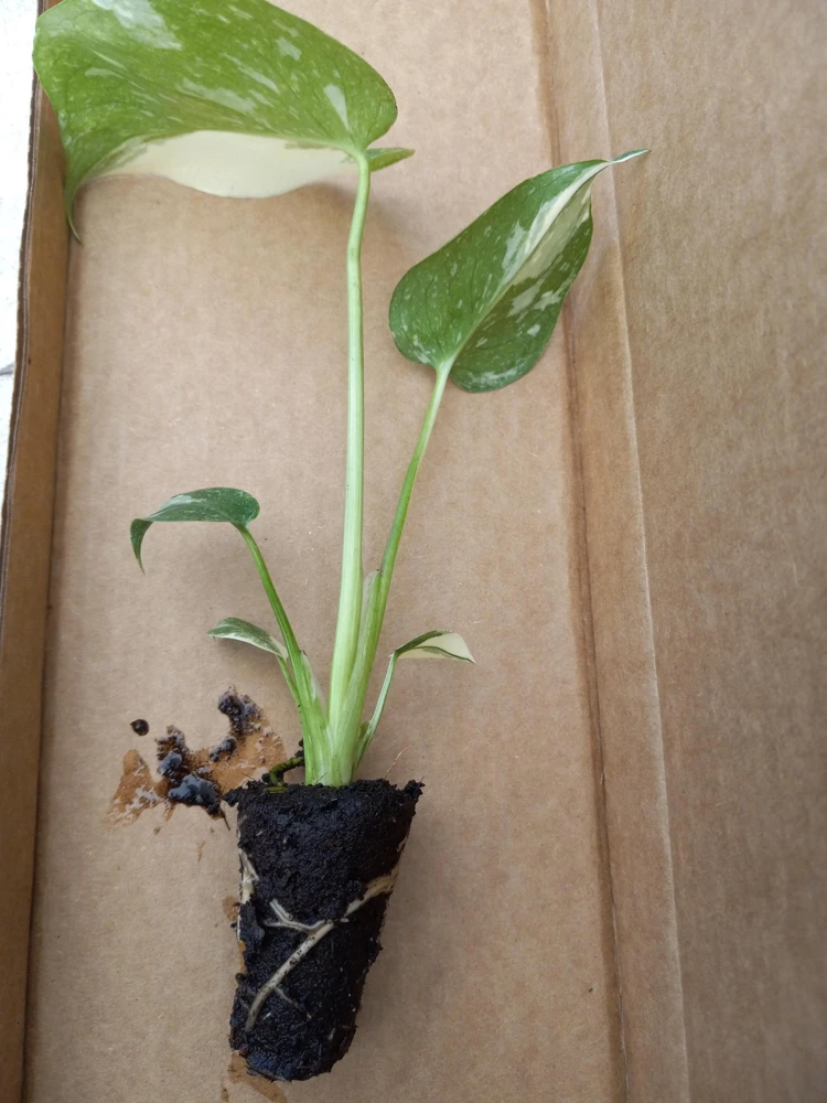 Monstera Thai Constellation Live Plant - 4-6 Inches Tall Starter Plant - Rare Indoor Houseplant - Image 2