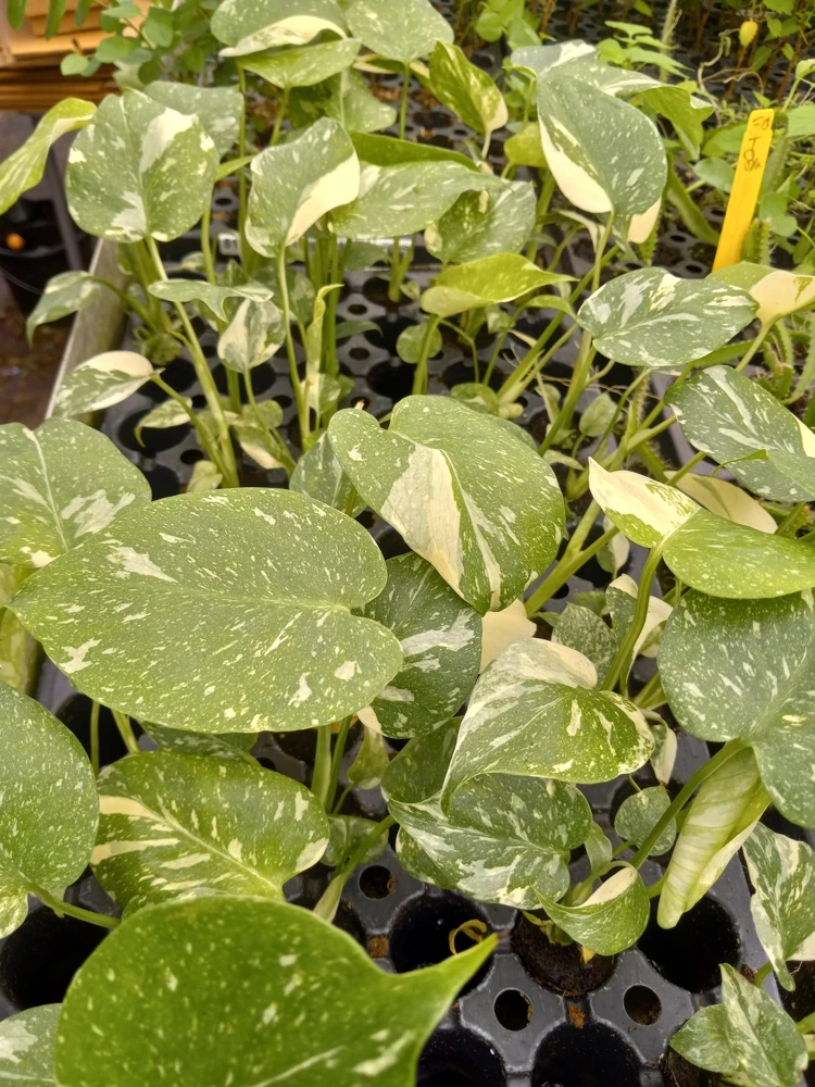 Monstera Thai Constellation Live Plant - 4-6 Inches Tall Starter Plant - Rare Indoor Houseplant - Image 3