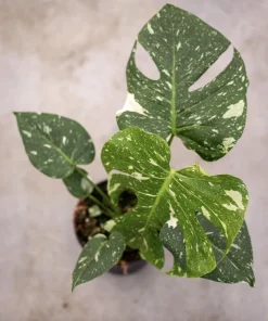 Monstera Thai Constellation Live Plant - 4-6 Inches Tall Starter Plant - Rare Indoor Houseplant - Image 4