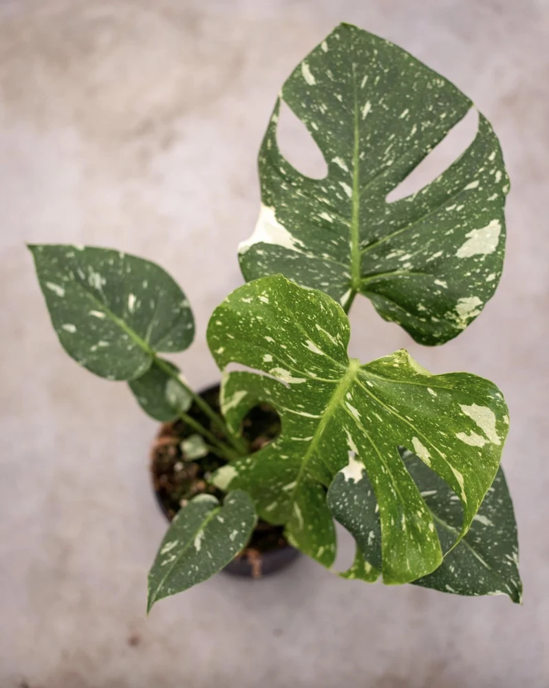 Monstera Thai Constellation Live Plant - 4-6 Inches Tall Starter Plant - Rare Indoor Houseplant - Image 4