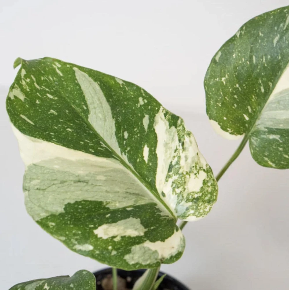 Monstera Thai Constellation Live Plant - 4-6 Inches Tall Starter Plant - Rare Indoor Houseplant - Image 5