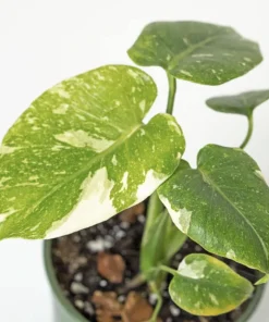 Monstera Thai Constellation Live Plant - 4-6 Inches Tall Starter Plant - Rare Indoor Houseplant - Image 6
