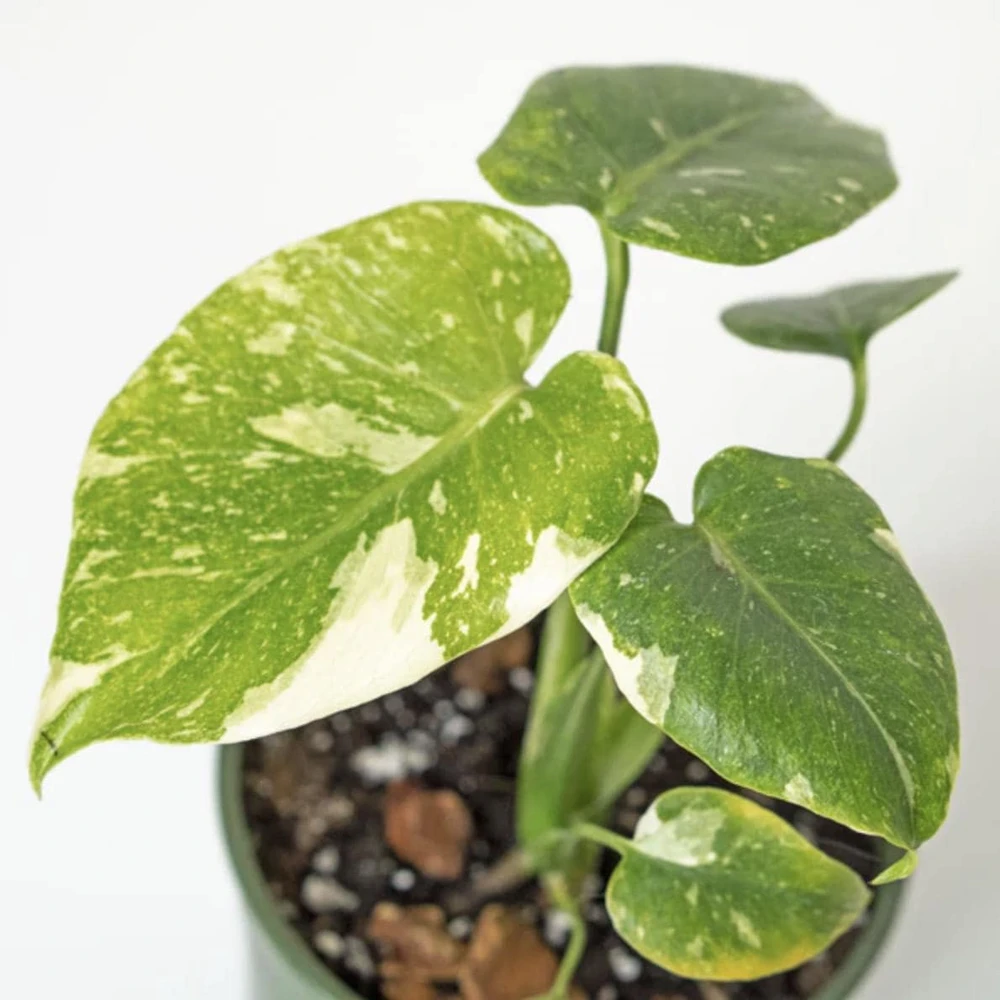 Monstera Thai Constellation Live Plant - 4-6 Inches Tall Starter Plant - Rare Indoor Houseplant - Image 6