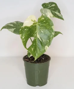 Monstera Thai Constellation Live Plant - 4-6 Inches Tall Starter Plant - Rare Indoor Houseplant - Image 7