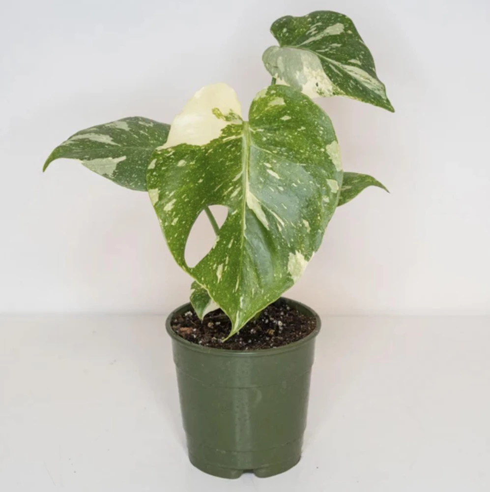 Monstera Thai Constellation Live Plant - 4-6 Inches Tall Starter Plant - Rare Indoor Houseplant - Image 7