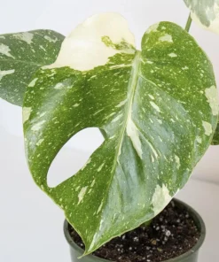 Monstera Thai Constellation Live Plant - 4-6 Inches Tall Starter Plant - Rare Indoor Houseplant - Image 8