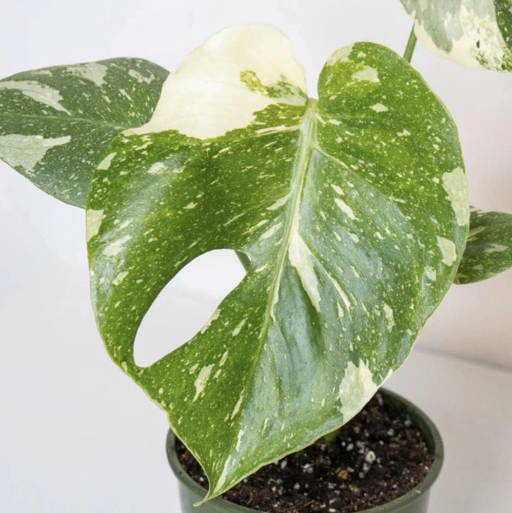Monstera Thai Constellation Live Plant - 4-6 Inches Tall Starter Plant - Rare Indoor Houseplant - Image 8