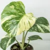 Monstera Thai Constellation Live Plant - 4-6 Inches Tall Starter Plant - Rare Indoor Houseplant - Image 1