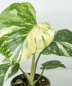 Monstera Thai Constellation Live Plant - 4-6 Inches Tall Starter Plant - Rare Indoor Houseplant - Image 1
