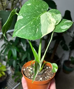Monstera Thai Constellation Live Plant – High Variegation – Potted Houseplant - Image 1
