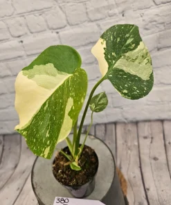 Monstera Thai Constellation Live Plant - Rare Variegated Houseplant - Image 1