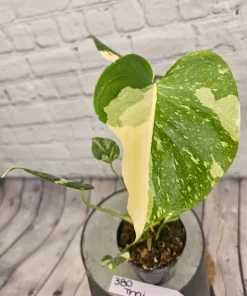 Monstera Thai Constellation Live Plant - Rare Variegated Houseplant - Image 2