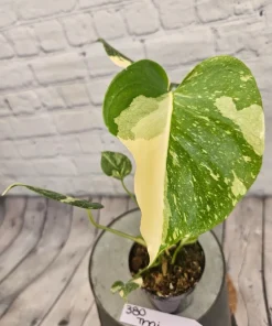 Monstera Thai Constellation Live Plant - Rare Variegated Indoor Houseplant - Image 2