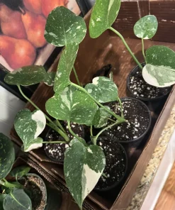 Monstera Thai Constellation Live Plant – Rare Variegated Houseplant – Indoor - Image 2