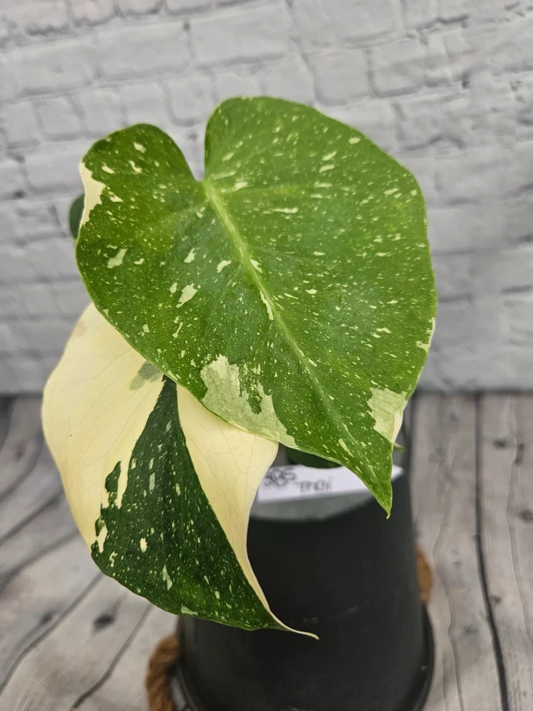 Monstera Thai Constellation Live Plant - Rare Variegated Houseplant - Image 3