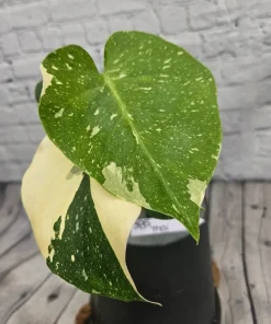 Monstera Thai Constellation Live Plant - Rare Variegated Indoor Houseplant - Image 3