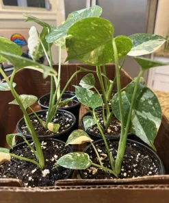 Monstera Thai Constellation Live Plant – Rare Variegated Houseplant – Indoor - Image 3