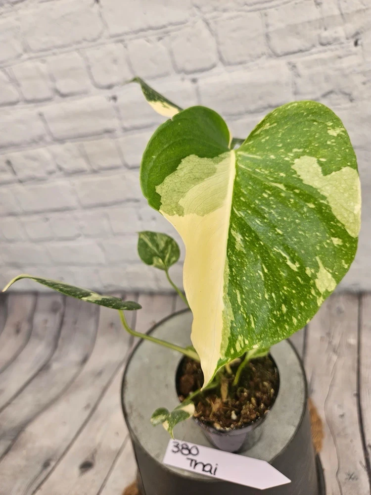 Monstera Thai Constellation Live Plant - Rare Variegated Houseplant - Image 4