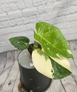 Monstera Thai Constellation Live Plant - Rare Variegated Houseplant - Image 6