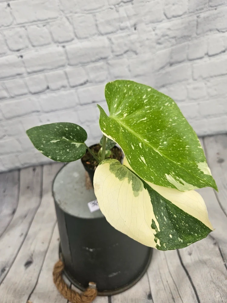 Monstera Thai Constellation Live Plant - Rare Variegated Houseplant - Image 6