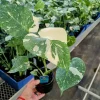 Monstera Thai Constellation Live Plant - Rare Variegated Houseplant - Image 1