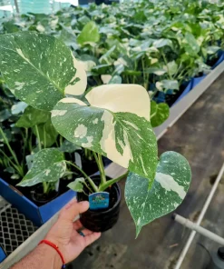 Monstera Thai Constellation Live Plant - Rare Variegated Houseplant - Image 1