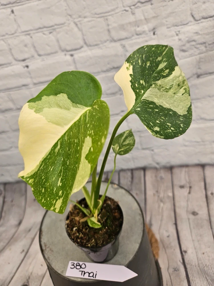 Monstera Thai Constellation Live Plant - Rare Variegated Houseplant - Image 7