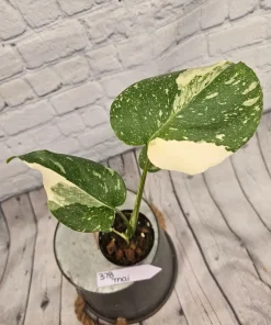 Monstera Thai Constellation Live Plant - Rare Variegated Indoor Houseplant - Image 8