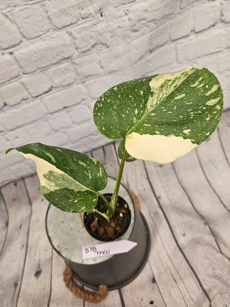Monstera Thai Constellation Live Plant - Rare Variegated Houseplant - Image 8