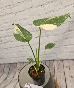 Monstera Thai Constellation Live Plant - Rare Variegated Houseplant - Image 9