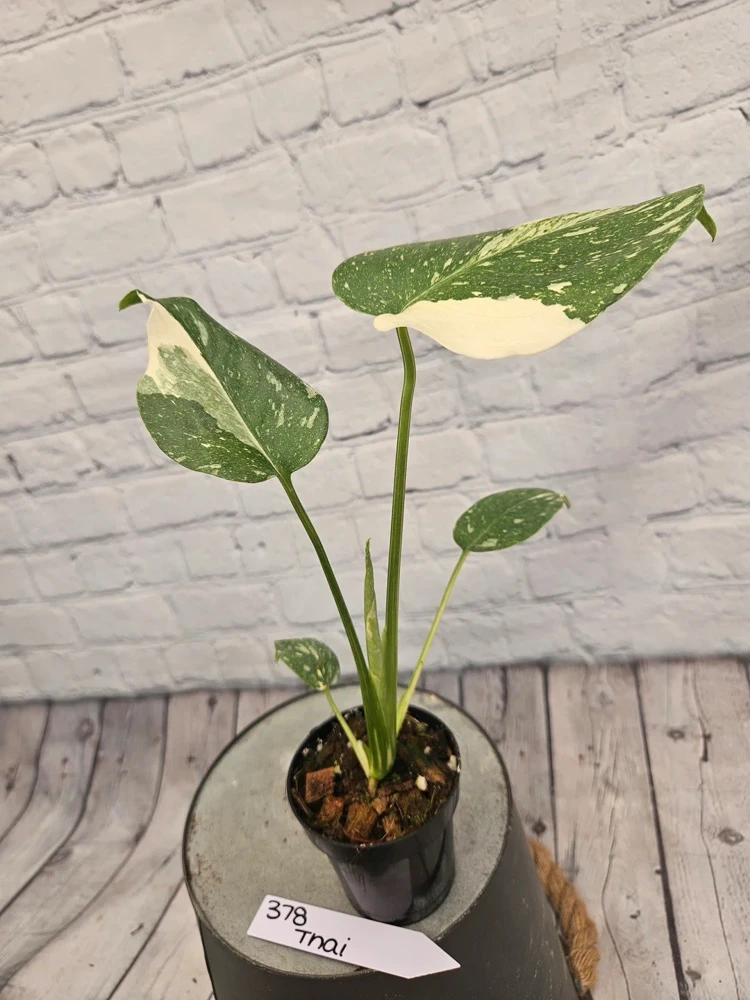 Monstera Thai Constellation Live Plant - Rare Variegated Houseplant - Image 9