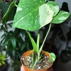 Monstera Thai Constellation Live Plant, Rare Variegated Swiss Cheese Houseplant - Image 1