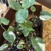 Monstera Thai Constellation Live Plant – Rare Variegated Houseplant – Indoor - Image 1
