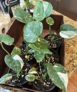 Monstera Thai Constellation Live Plant – Rare Variegated Houseplant – Indoor - Image 1